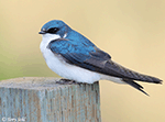 Tree Swallow 12 - Tachycineta bicolor