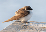 Tree Swallow 13 - Tachycineta bicolor
