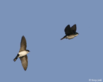 Tree Swallow 2 - Tachycineta bicolor