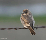 Tree Swallow 3 - Tachycineta bicolor