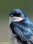 Tree Swallow 4 - Tachycineta bicolor