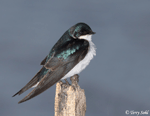 Tree Swallow 7 - Tachycineta bicolor