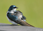 Tree Swallow 8 - Tachycineta bicolor