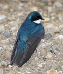 Tree Swallow 9 - Tachycineta bicolor
