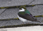 Violet-green Swallow 1 - Tachycineta thalassina