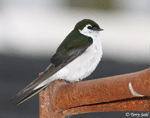 Violet-green Swallow - Tachycineta thalassina