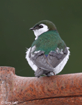 Violet-green Swallow 3 - Tachycineta thalassina