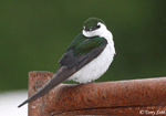 Violet-green Swallow 4 - Tachycineta thalassina