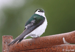 Violet-green Swallow 5 - Tachycineta thalassina