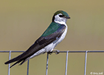 Violet-green Swallow 6 - Tachycineta thalassina