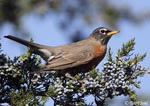 American Robin 13 - Turdus migratorius