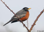 American Robin 2 - Turdus migratorius