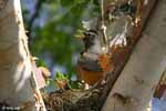 American Robin 4 - Turdus migratorius