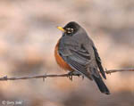 American Robin 5 - Turdus migratorius