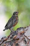American Robin 6 - Turdus migratorius