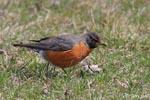 American Robin 7 - Turdus migratorius