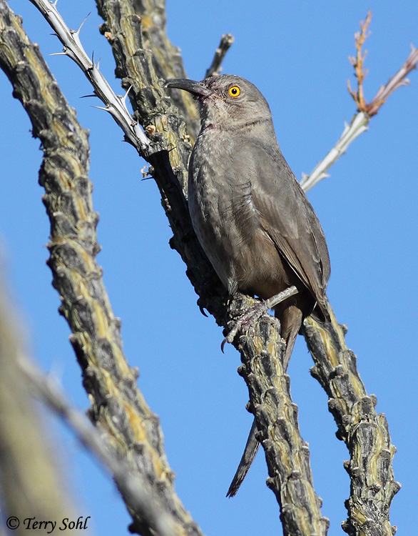 Curve-billed Thrasher - Toxostoma curvirostre