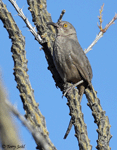 Curve-billed Thrasher - Toxostoma curvirostre