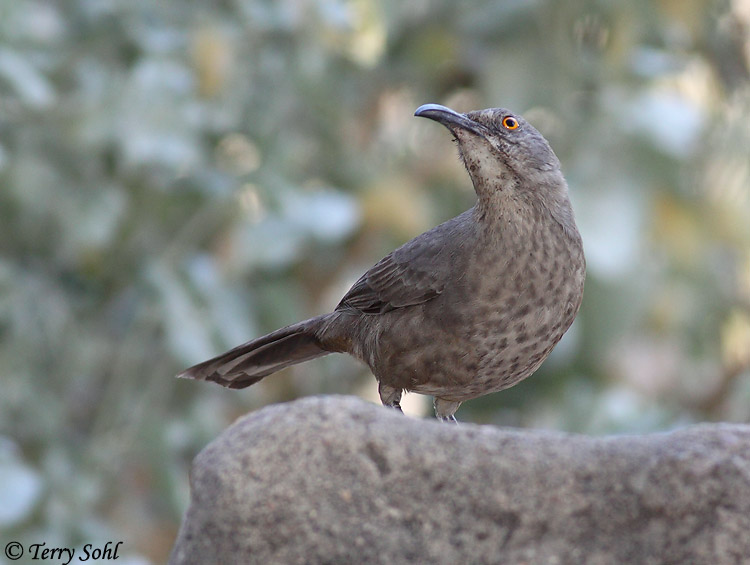 Curve-billed Thrasher - Toxostoma curvirostre
