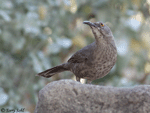 Curve-billed Thrasher - Toxostoma curvirostre