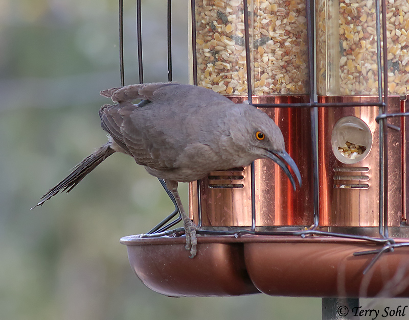 Curve-billed Thrasher - Toxostoma curvirostre