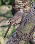 Curve-billed Thrasher - Toxostoma curvirostre
