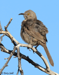 Curve-billed Thrasher - Toxostoma curvirostre