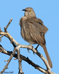 Curve-billed Thrasher - Toxostoma curvirostre