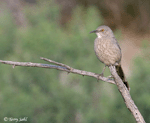 Curve-billed Thrasher - Toxostoma curvirostre