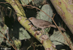 Curve-billed Thrasher - Toxostoma curvirostre