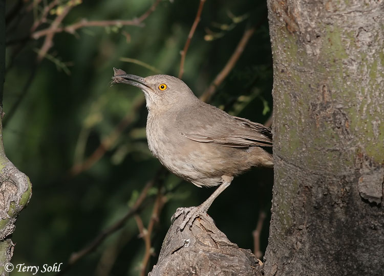 Curve-billed Thrasher - Toxostoma curvirostre