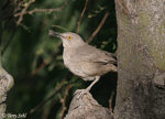 Curve-billed Thrasher - Toxostoma curvirostre