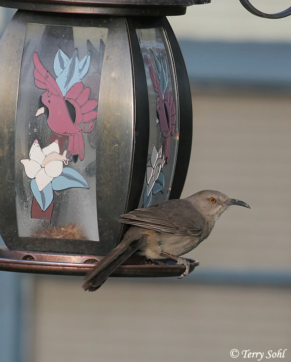 Curve-billed Thrasher - Toxostoma curvirostre