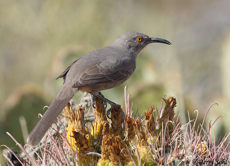 Curve-billed Thrasher - Toxostoma curvirostre