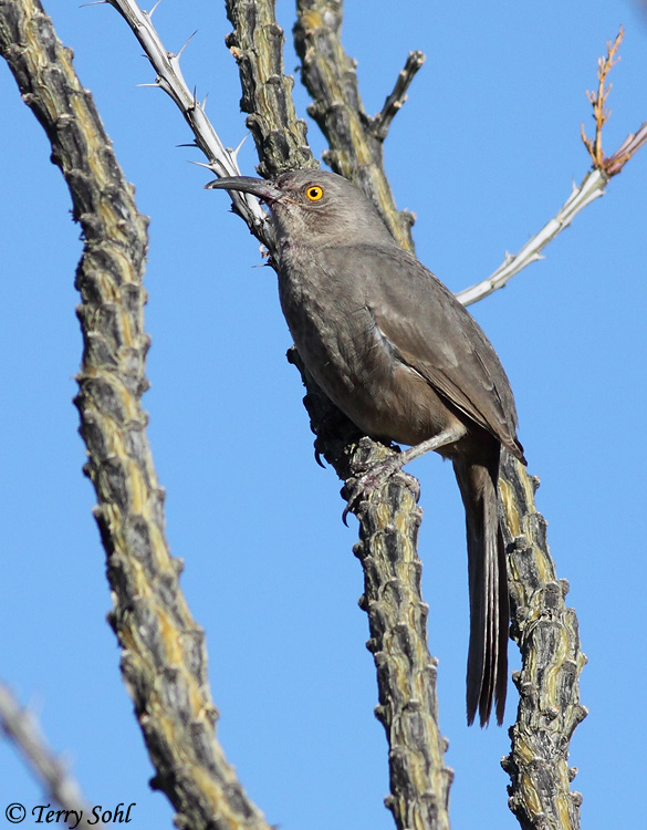 Curve-billed Thrasher - Toxostoma curvirostre