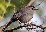 Gray Catbird 16 - Dumetella carolinensis