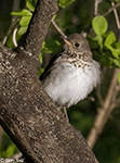 Gray-cheeked Thrush 2 - Catharus minimus