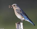 Mountain Bluebird 15 - Sialia currucoides