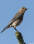 Mountain Bluebird 19 - Sialia currucoides