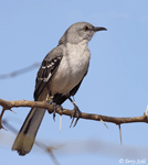 Northern Mockingbird 2 - Mimus polyglottos
