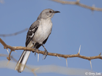 Northern Mockingbird 3 - Mimus polyglottos