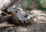 Northern Mockingbird 5 - Mimus polyglottos
