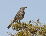 Sage Thrasher 1 - Oreoscoptes montanus