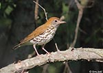 Wood Thrush 2 - Hylocichla mustelina