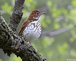 Wood Thrush 3 - Hylocichla mustelina