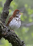 Wood Thrush 4 - Hylocichla mustelina