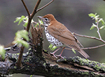 Wood Thrush 5 - Hylocichla mustelina