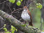 Wood Thrush 6 - Hylocichla mustelina