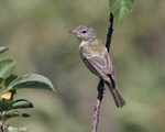 Bell's Vireo 3 - Vireo bellii