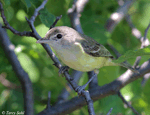Bell's Vireo 7 - Vireo bellii
